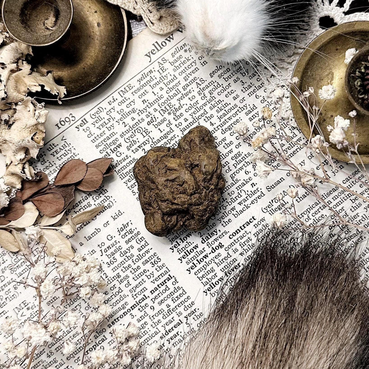 Real Coprolite Fossil – No. 21