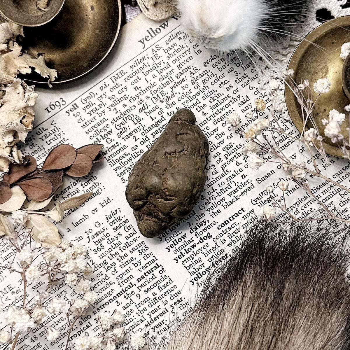 Real Coprolite Fossil – No. 22