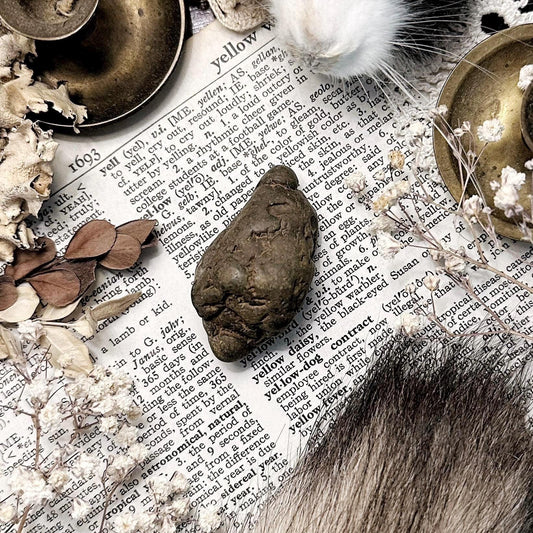 Real Coprolite Fossil – No. 22