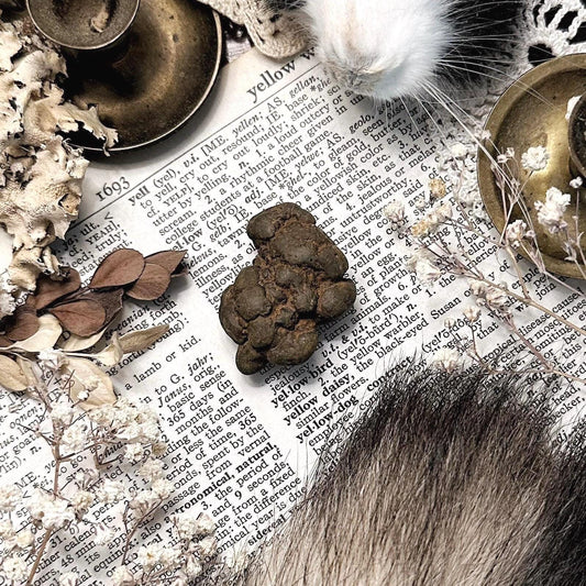 Real Coprolite Fossil – No. 26