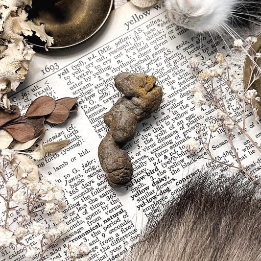 Real Coprolite Fossil – No. 36