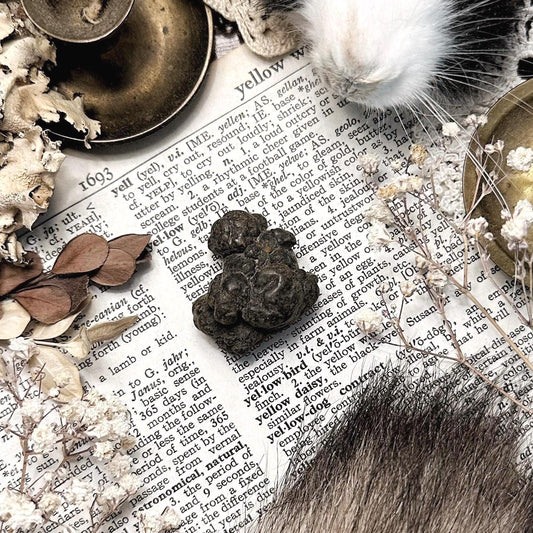 Real Coprolite Fossil – No. 37