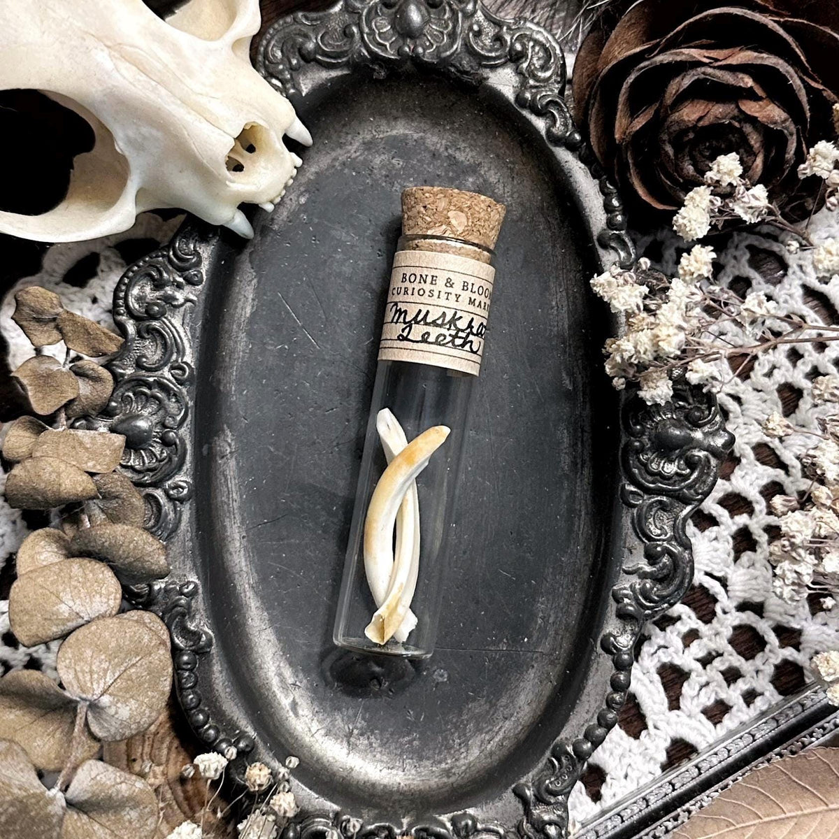 Real Muskrat Teeth in Glass Vial – No. 02