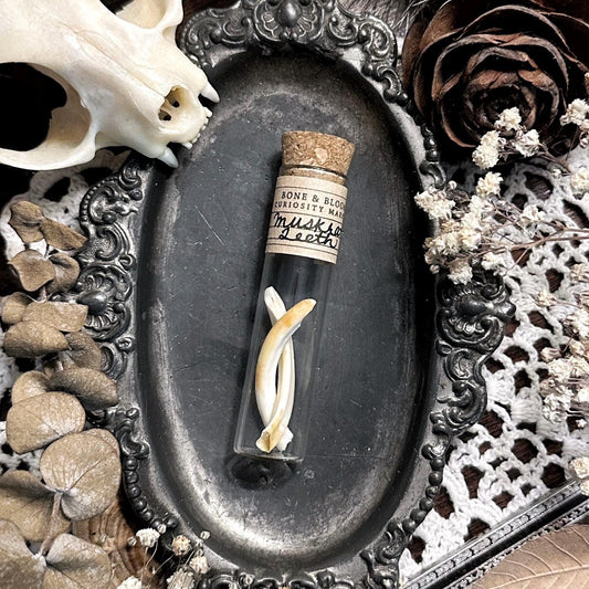 Real Muskrat Teeth in Glass Vial – No. 02