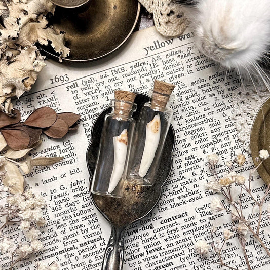 One Real Mystery Tooth in Tiny Glass Vial – No. 02