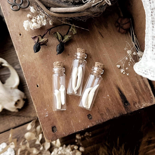 Real Pair of Tiny Mystery Teeth in Glass Vial – No. 02