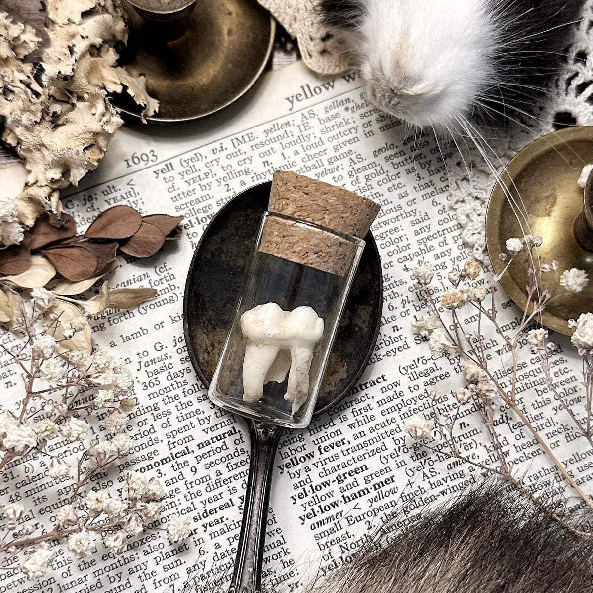 Real Mystery Tooth in Glass Vial – No. 03