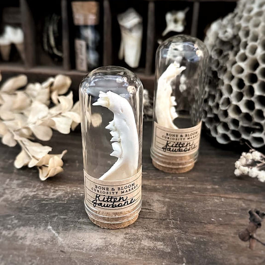 One Real Kitten Jawbone in Glass Dome – No. 04