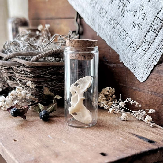 Real Mink Atlas Vertebrae Bone in Glass Vial