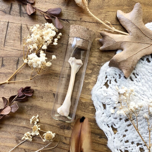 Real Mink Humerus Bone in Glass Vial – No. 01