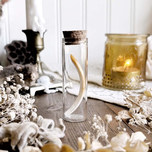 Real Muskrat Tooth in Glass Vial – No. 03