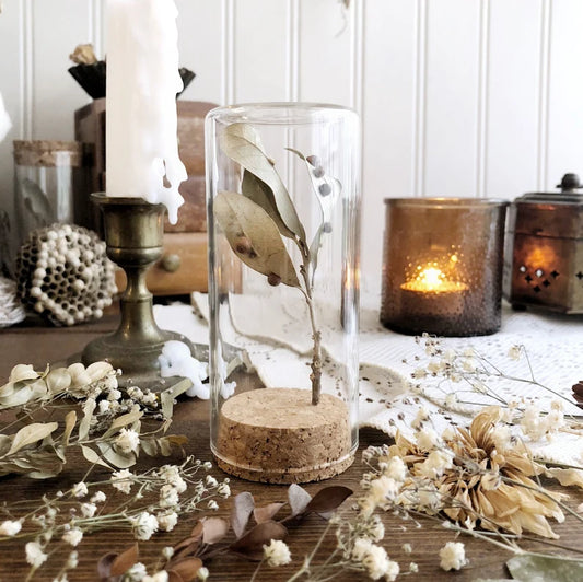 Oak Galls on Dried Leaf Stem in Glass Vial – No. 04