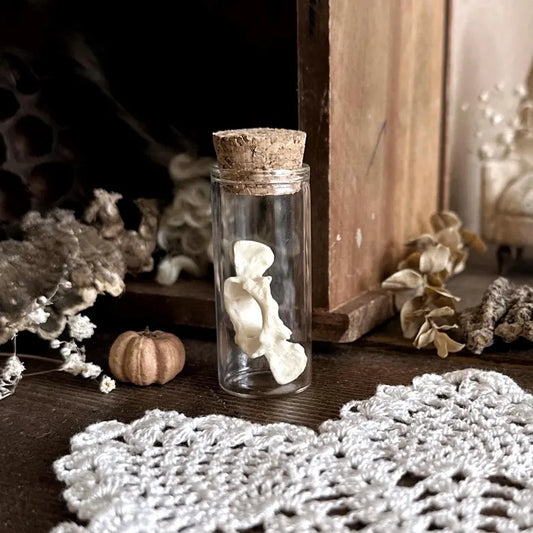 Real Opossum Atlas Vertebrae Bone in Glass Vial