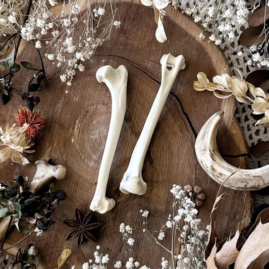 One Real Rustic Opossum Humerus Bone