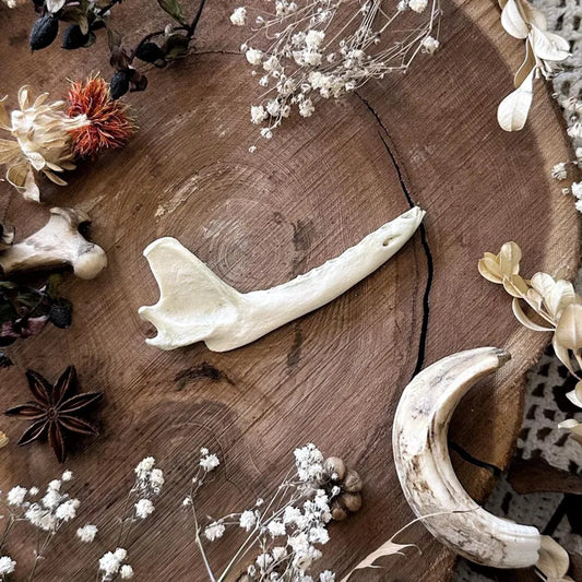 Real Rustic Opossum Jawbone