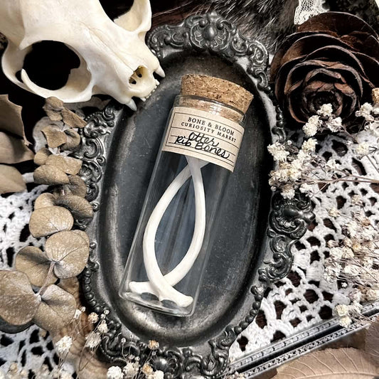 Real Otter Rib Bones in Glass Vial