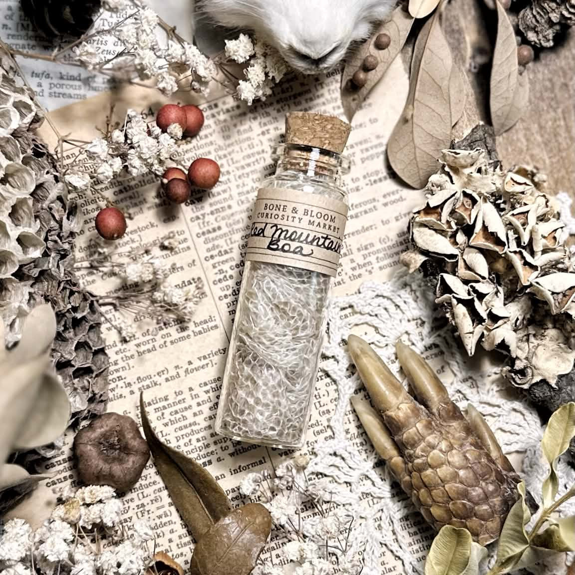 Real Dominican Red Mountain Boa Skin in Glass Vial