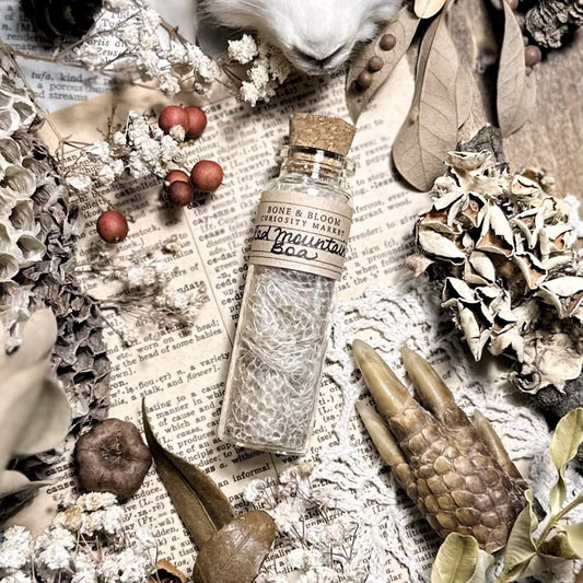Real Dominican Red Mountain Boa Skin in Glass Vial