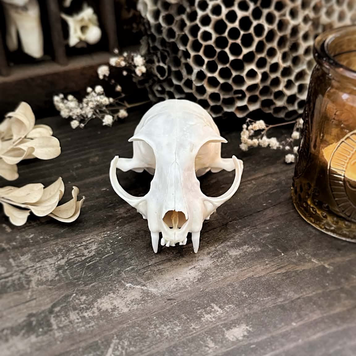 Real Cat Top Skull – Samara