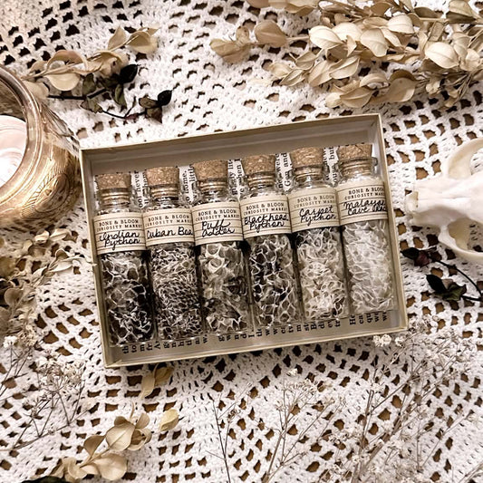 Collection of 6 Real Mystery Snake Skins in Glass Vials