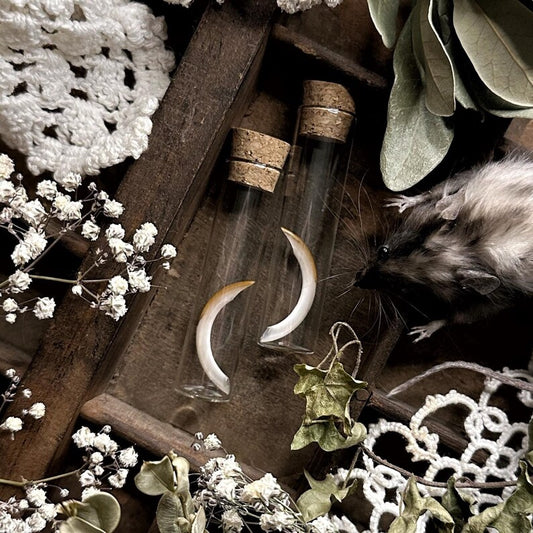 One Real Squirrel Tooth in Glass Vial – No. 01