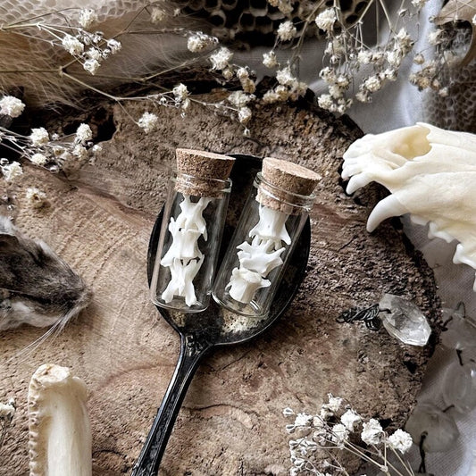 Real Petite Squirrel Vertebrae Bones in Glass Vial – No. 01