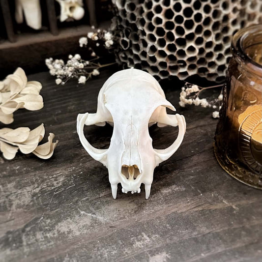 Real Cat Top Skull – Stella