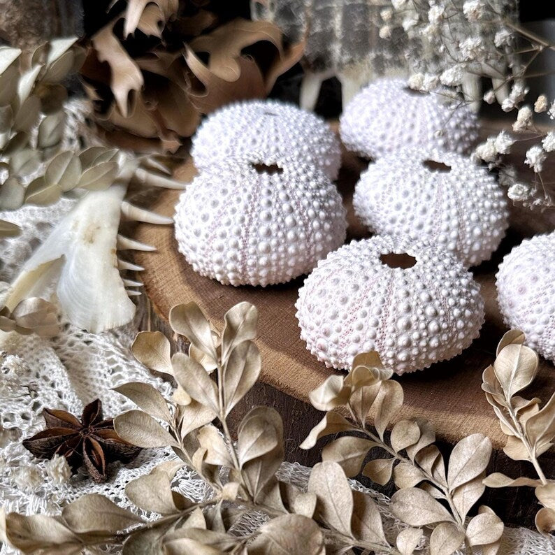 One Real Dried Sea Urchin
