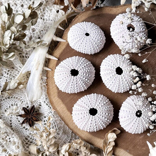 One Real Dried Sea Urchin