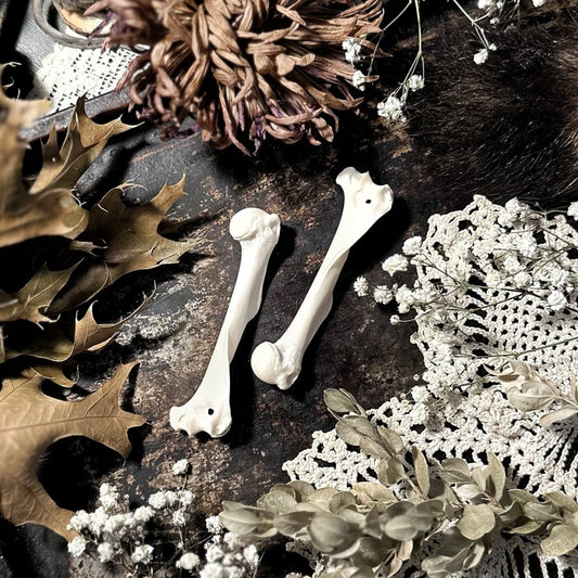 One Real Woodchuck Humerus Bone