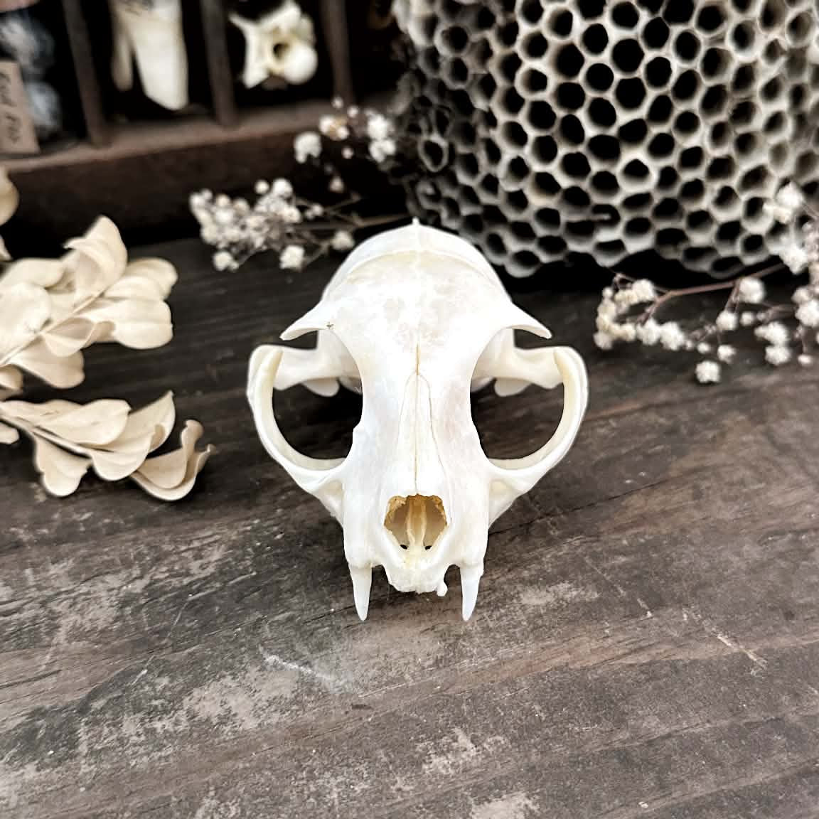 Real Cat Top Skull – Wren