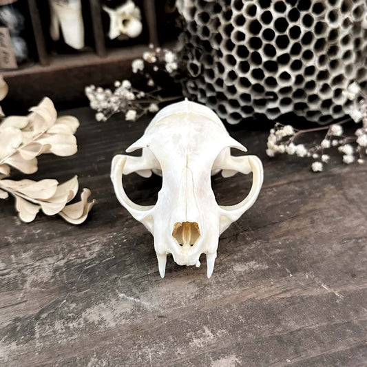 Real Cat Top Skull – Wren